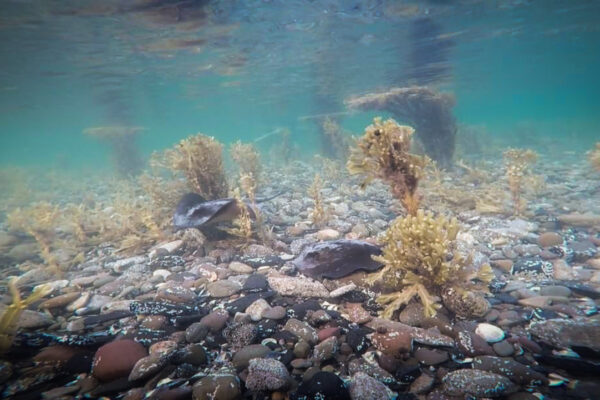 Marine Life in the Intertidal Zone