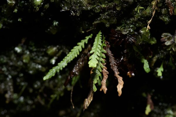 A tour of Western Ireland’s special oceanic plants and vegetation